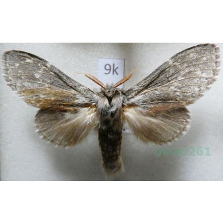 Stauropus fagi (Linnaeus, 1758) male Potwora buczynówka Czech9k